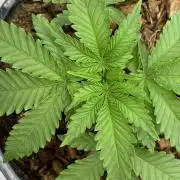 Permanent Bluez IZI Seeds Grow contest