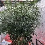 POLVORONES DE NARANJA