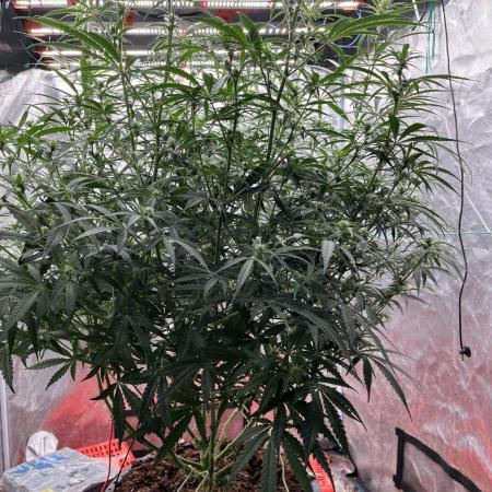 POLVORONES DE NARANJA