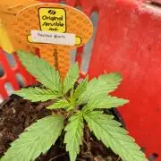 Papaya Stank by original sensible