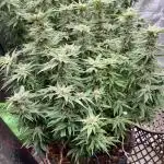 Rainbow Sherbet