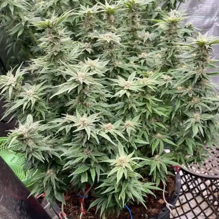 Rainbow Sherbet