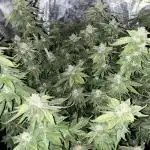 Rainbow Sherbet