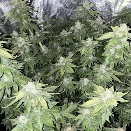 Rainbow Sherbet