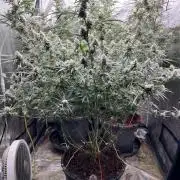 POLVORONES DE NARANJA