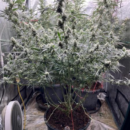 POLVORONES DE NARANJA