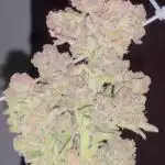 Pink Gelato