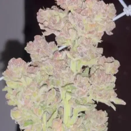 Pink Gelato