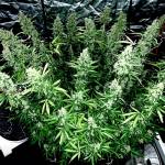 Autos-PineappleXpress Gorilla Zkittles 