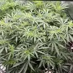 POLVORONES DE NARANJA