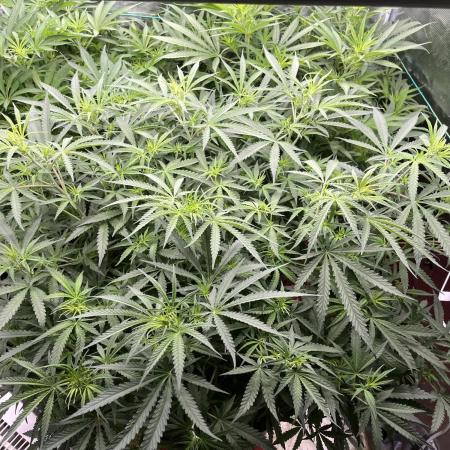 POLVORONES DE NARANJA