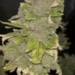 Rainbow Sherbet