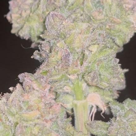 Rainbow Sherbet