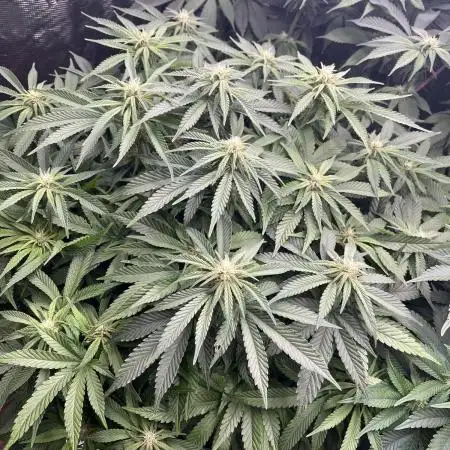 Pink Gelato