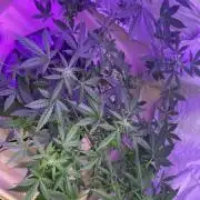 Barney’s Farm Wedding Cake Auto DWC