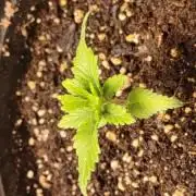 Scarlet witch x Chimera#10