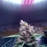 Photo Of The Month JANUARY 2022 FASTBUDS