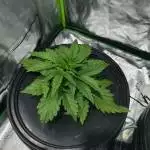 LSD-25 *2 Hydro Grow