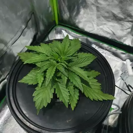 LSD-25 *2 Hydro Grow