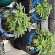 Mephisto 3 ways