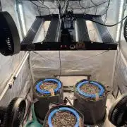 Mephisto 3 ways