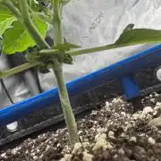 Mephisto 3 ways