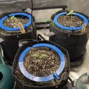 Mephisto 3 ways