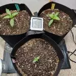 Autoflower Run #1 - Mephisto Genetics