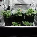 First time grow Brazil Amazonia LED