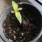 Runtz guerilla grow 