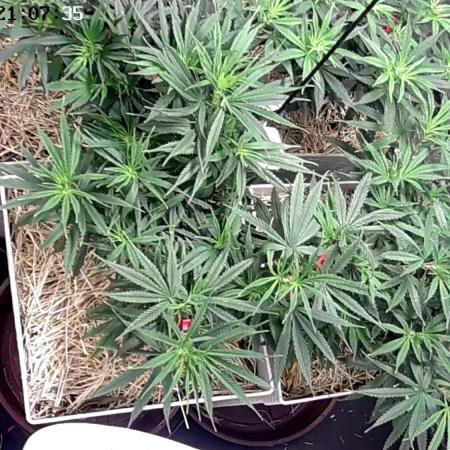 Tropical Tangie 2025