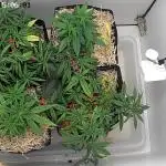 Tropical Tangie 2025