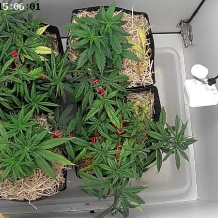 Tropical Tangie 2025