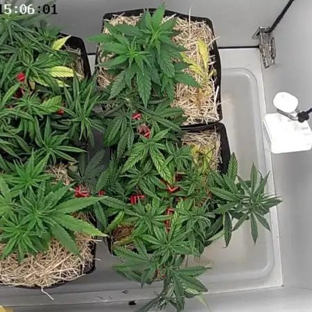 Tropical Tangie 2025