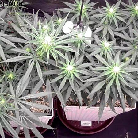 Tropical Tangie 2025