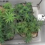 Tropical Tangie 2025