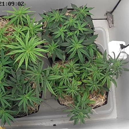 Tropical Tangie 2025