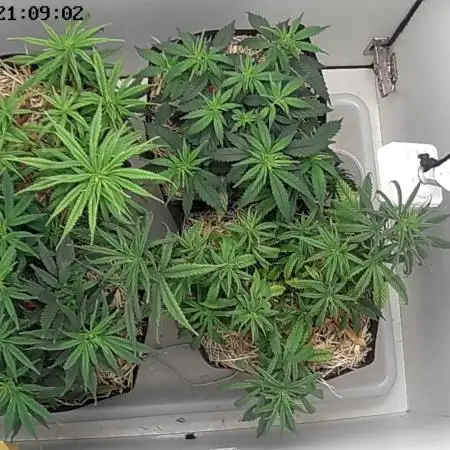 Tropical Tangie 2025