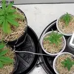 Tropical Tangie 2025