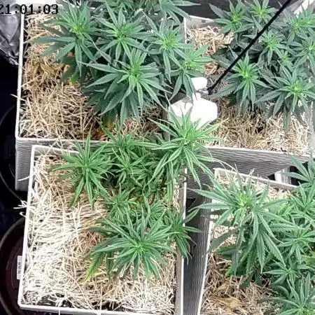 Tropical Tangie 2025