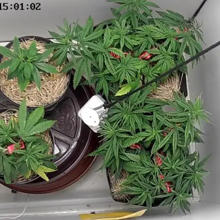 Tropical Tangie 2025