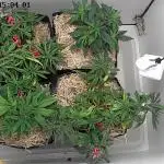 Tropical Tangie 2025