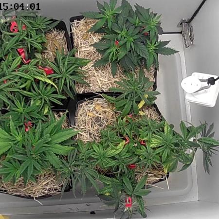 Tropical Tangie 2025