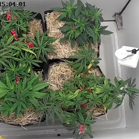 Tropical Tangie 2025