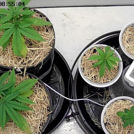 Tropical Tangie 2025