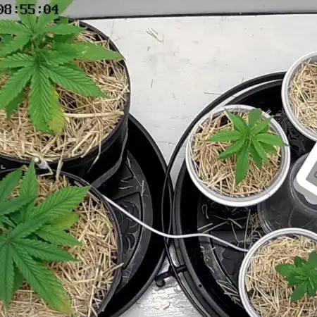Tropical Tangie 2025
