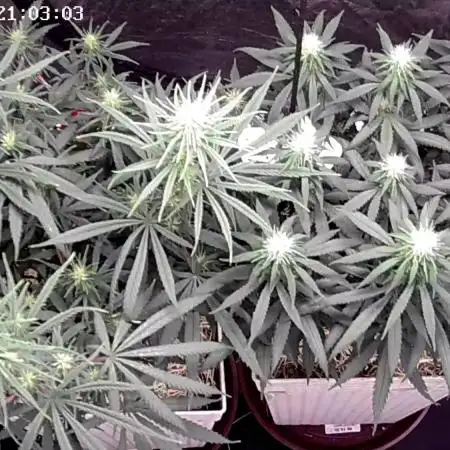 Tropical Tangie 2025