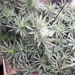 Tropical Tangie 2025