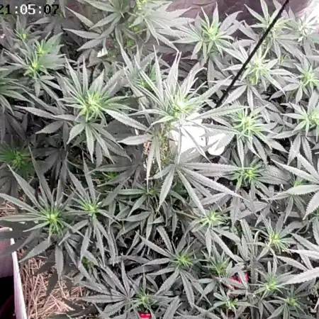 Tropical Tangie 2025