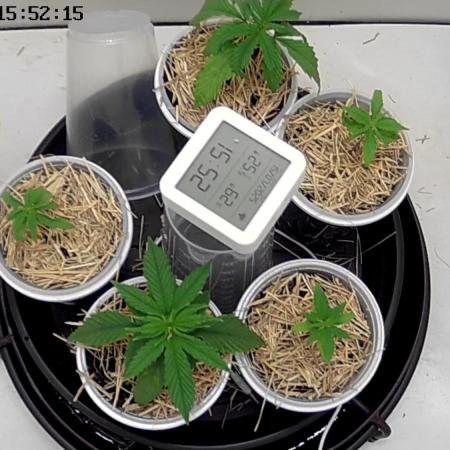 Tropical Tangie 2025